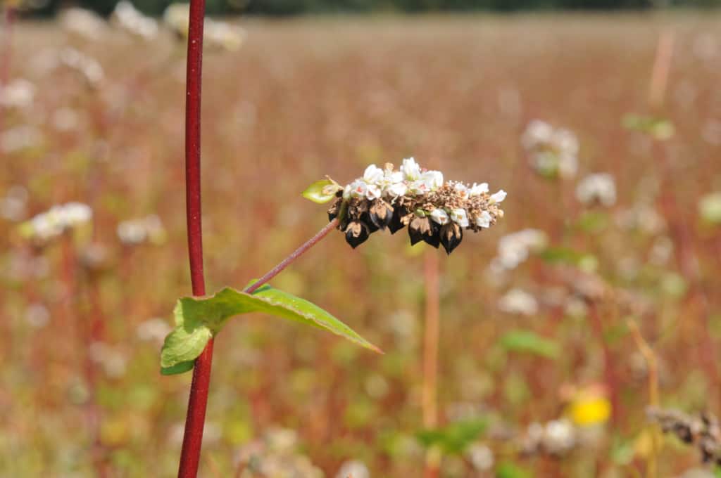 Buckwheat with fruits | Photo: U. Franzen
