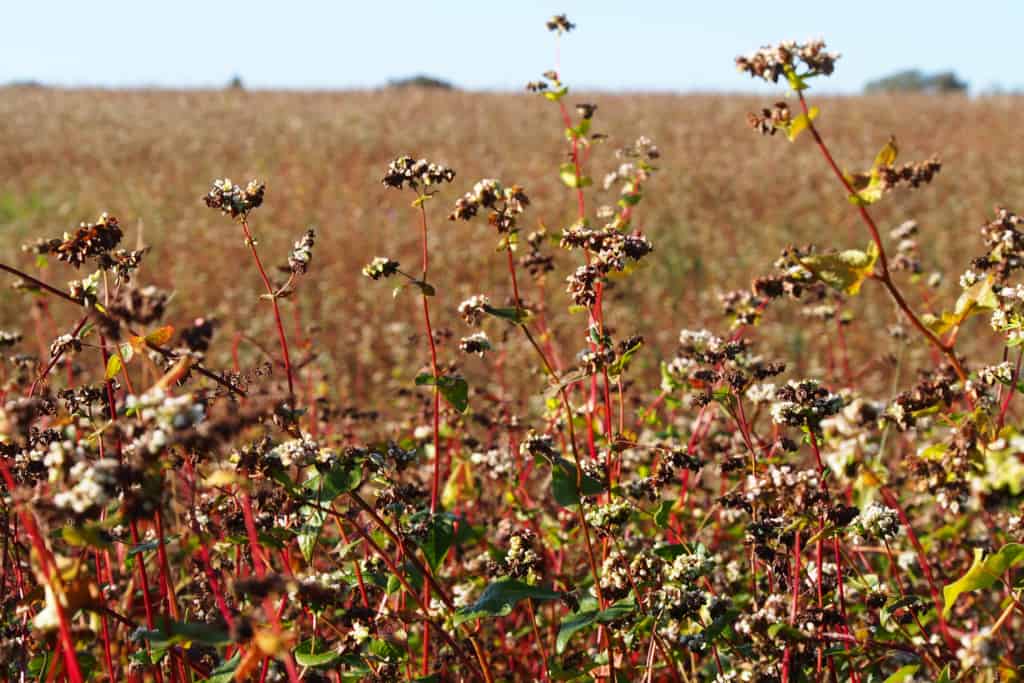Buckwheat field at our farm Hof Tütsberg | VNP Stiftung