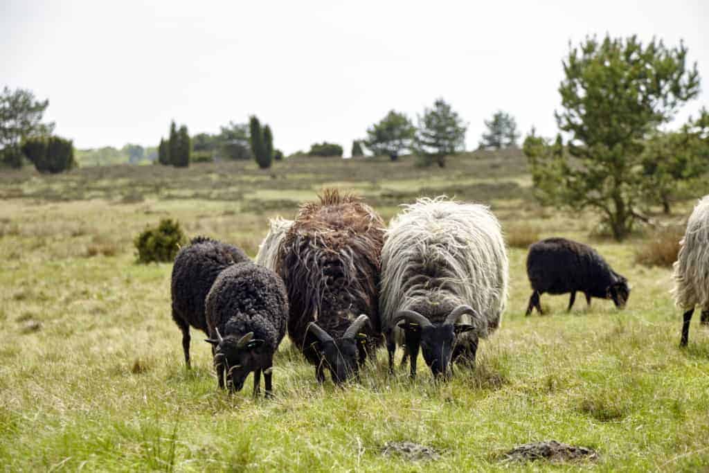 Grazing Heidschnucken | Photo: Christian Burmester