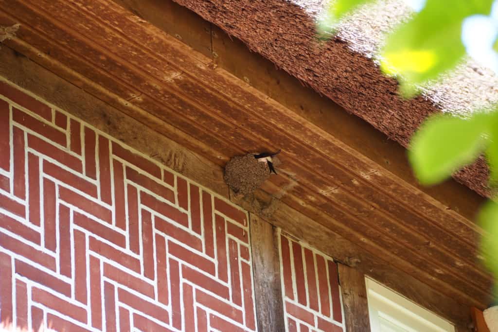 House martin nest | VNP Stiftung