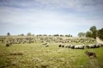 Weidelandschaft Lüneburger Heide mit Schnuckenherde