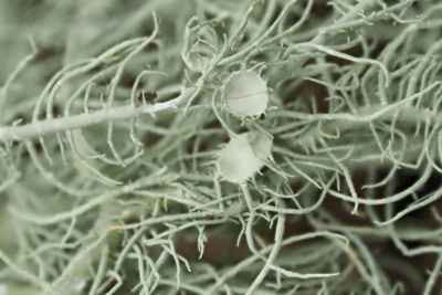 bartflechte usnea vnp