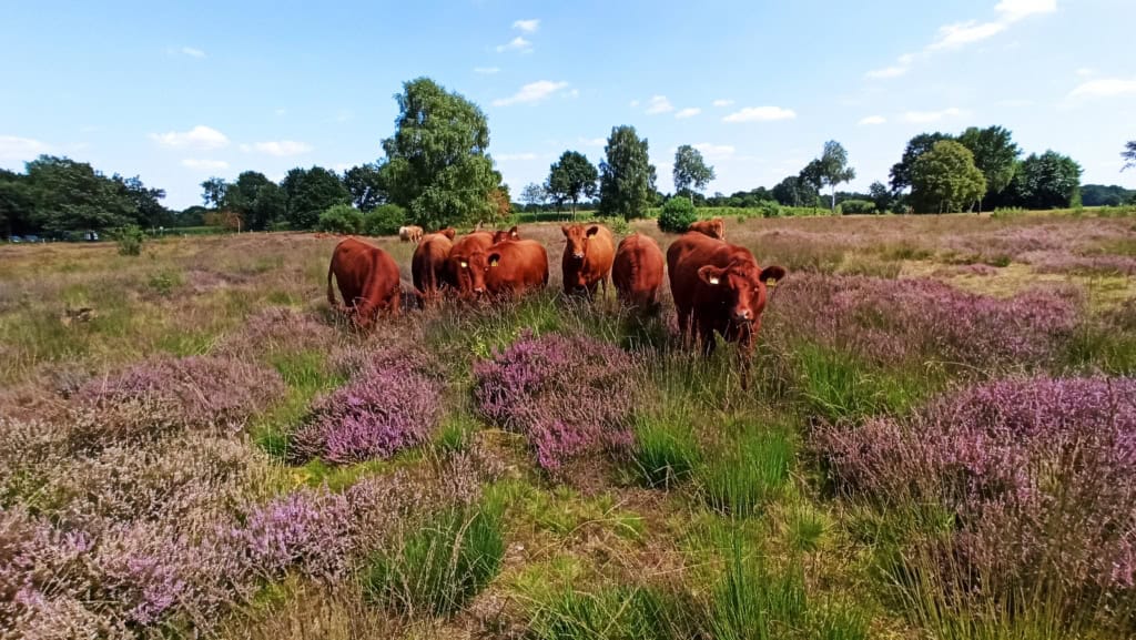 Beweidung von Heideflächen mit Rindern "Wilseder Rote" | vnp stiftung naturschutzpark lüneburger heide