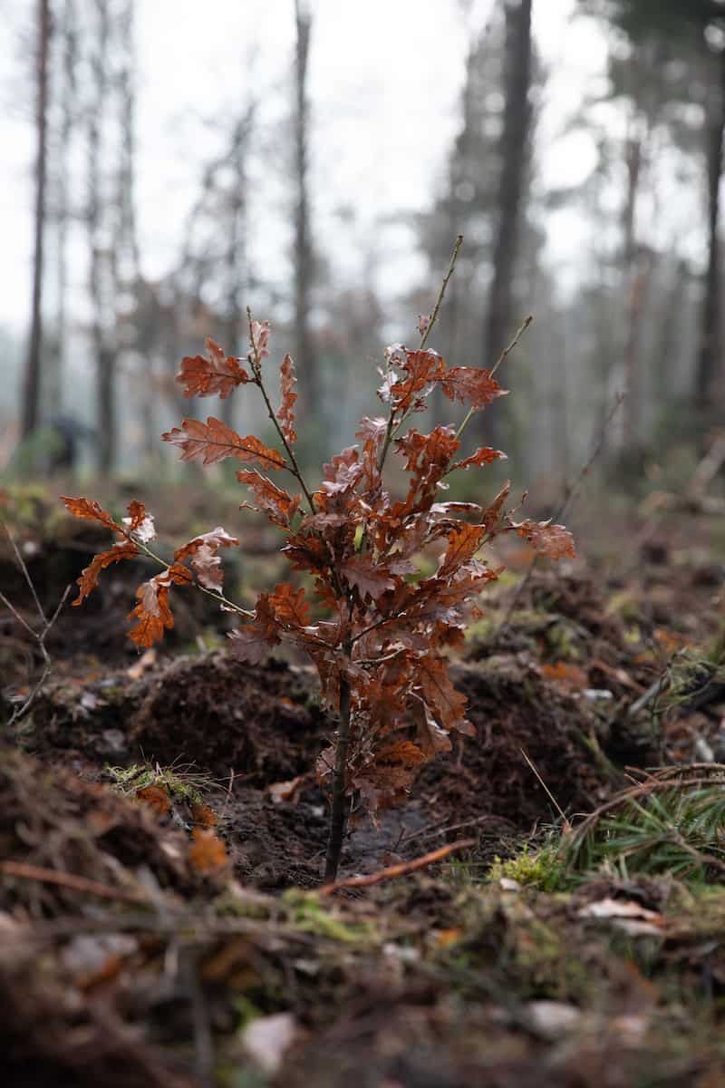 eichensetzling vnp stiftung naturschutzpark