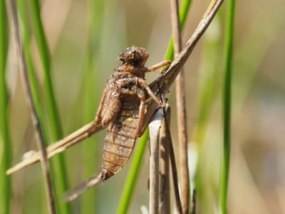 Exuvie - Libellulidae | VNP Stiftung Naturschutzpark Lüneburger Heide