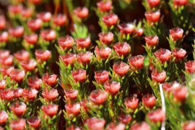 glashaar widertonmoos polytrichum piliferum vnp