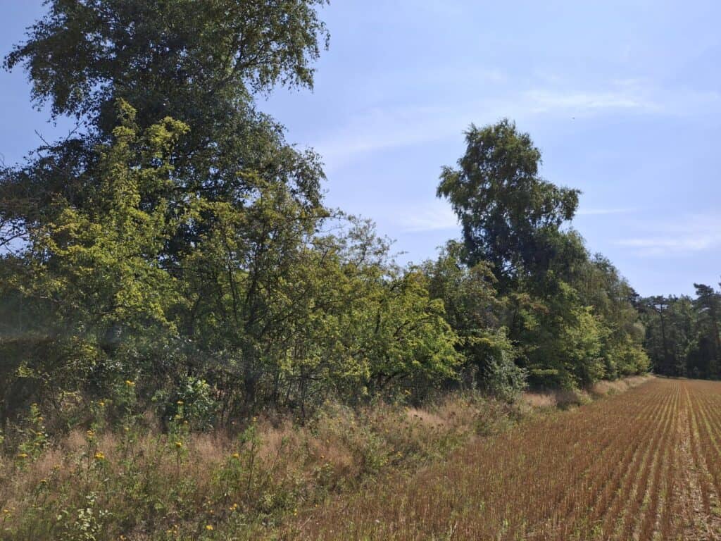 Heckenstruktur im NSG Lüneburger Heide | VNP Stiftung Naturschutzpark Lüneburger Heide