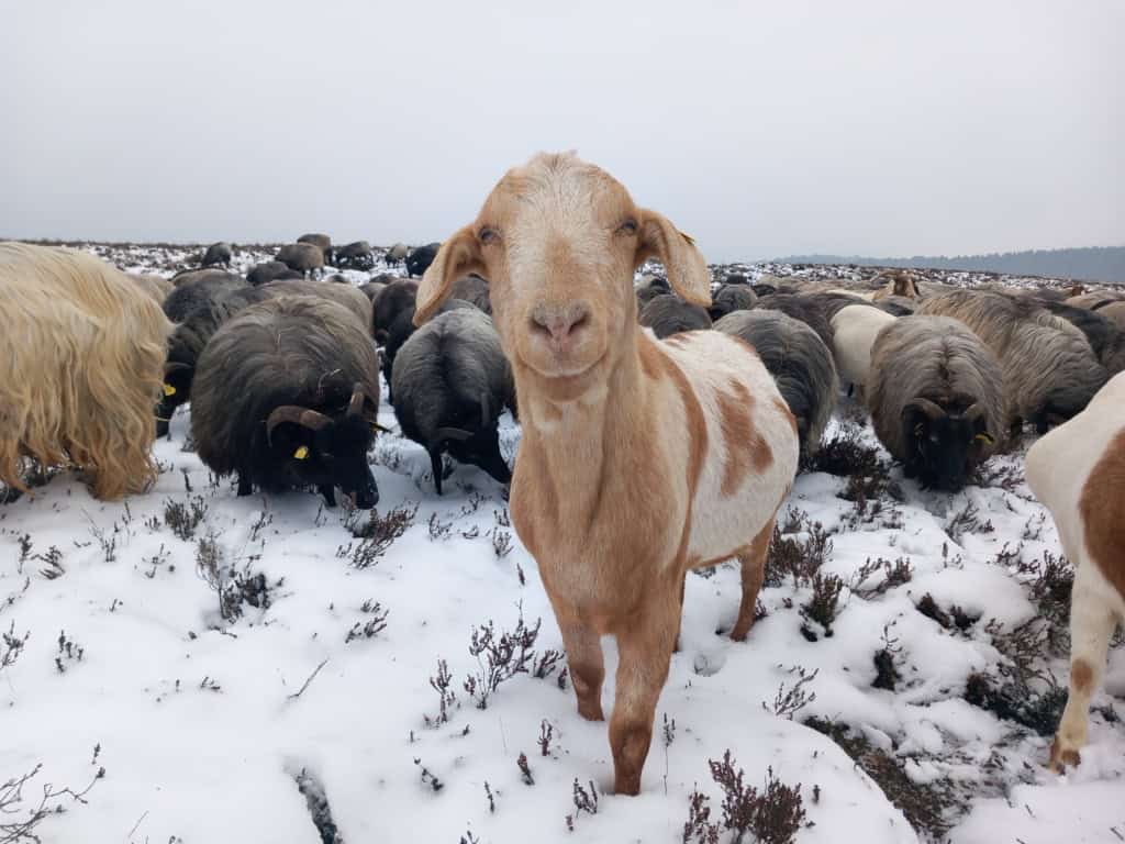 heidschnucken und ziege im winter vnp stiftung naturschutzpark lüneburger heide