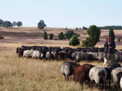 heidschnuckenherden prägen bis heute die landschaft der lüneburger heide