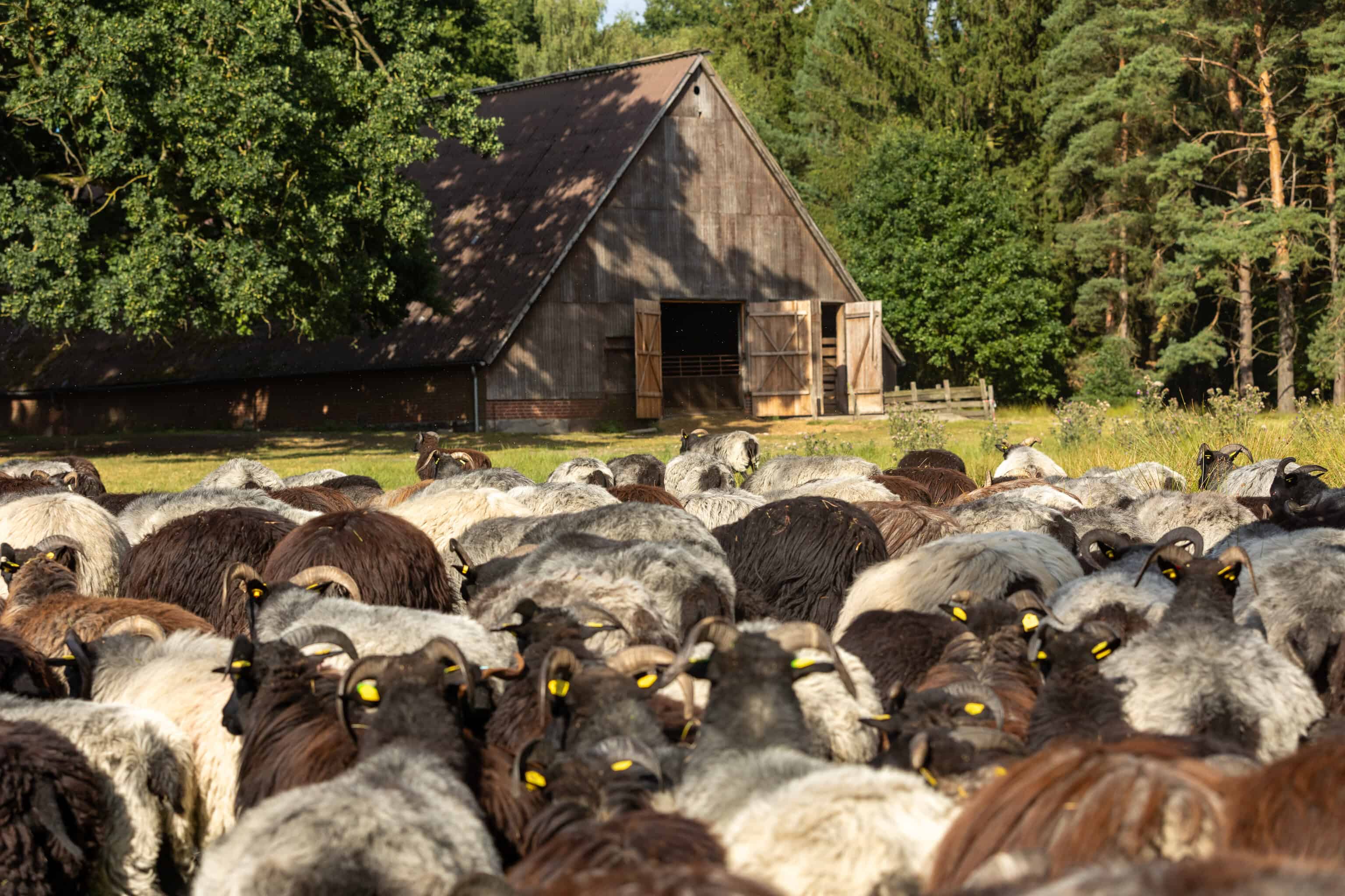 hermannsburg misselhorner heide heidschnucken schaefer eintrieb ccbysa tl 20250821 56