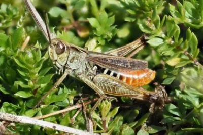 heuschrecke | Foto: VNP Stiftung Naturschutzpark Lüneburger Heide