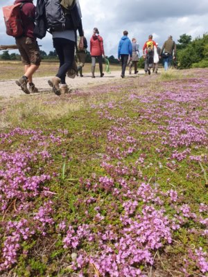 Unterwegs in der Heide mit blühendem Thymian | VNP Stiftung Naturschutzpark Lüneburger Heide