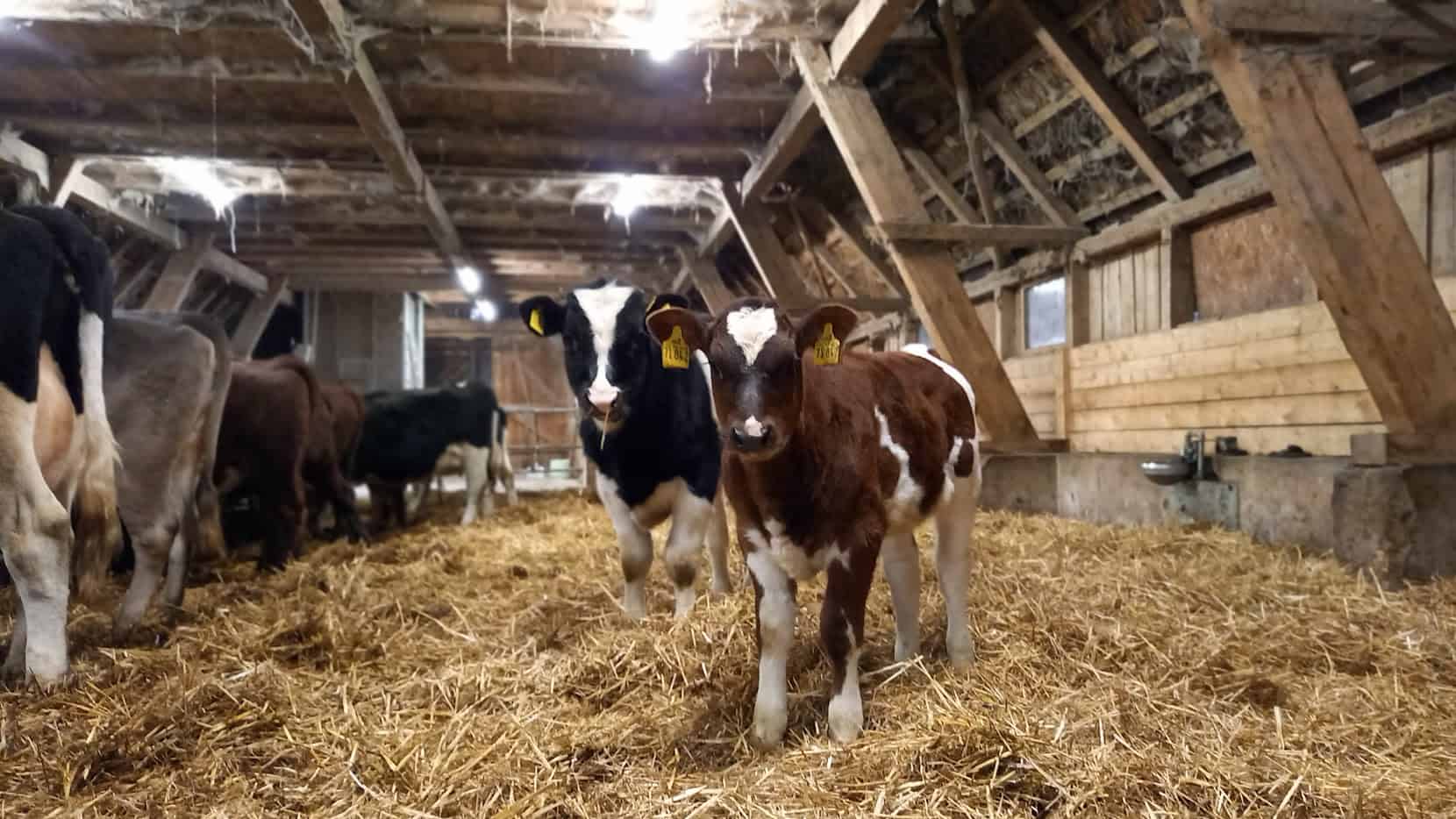 kälber malve und hermann | VNP Schulbauernhof Wilsede