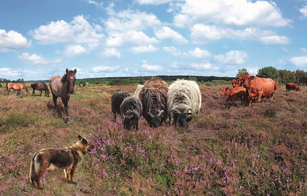 Tiere in der Heide: Fotomontage