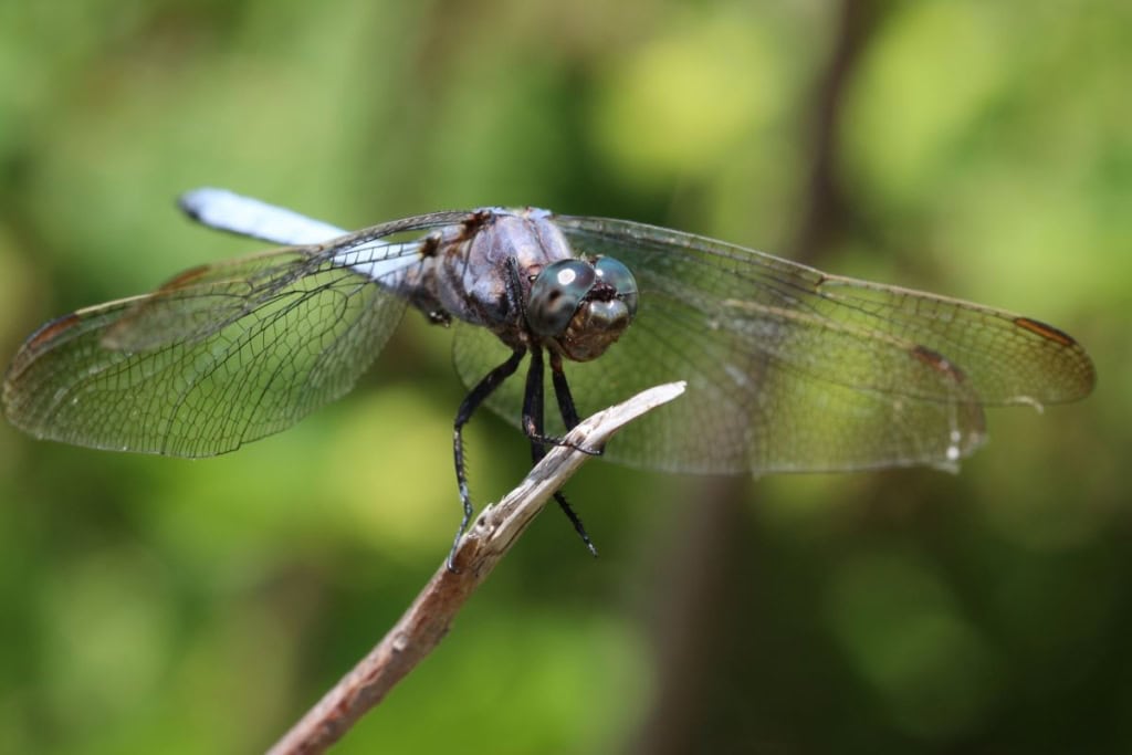 libelle | Foto: VNP Stiftung Naturschutzpark Lüneburger Heide