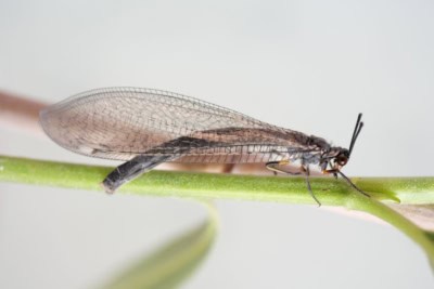 myrmeleon formicarius > Foto: axel gruppe