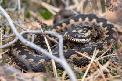 Kreuzotter | Foto: Sven Kleinert
