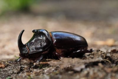 nashornkäfer | Foto: VNP Stiftung Naturschutzpark Lüneburger Heide