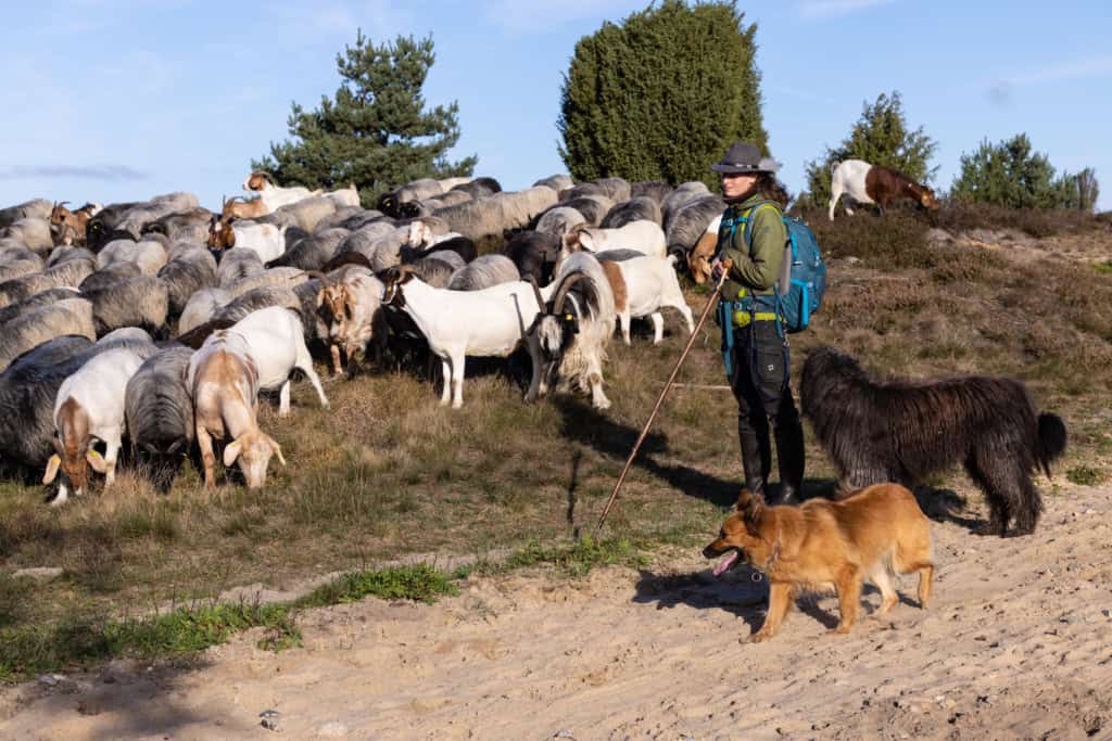 schäferin in der heide vnp stiftung naturschutzpark lüneburger heide