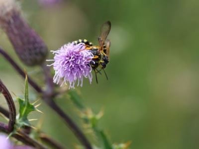 wespe | Foto: VNP Stiftung Naturschutzpark Lüneburger Heide