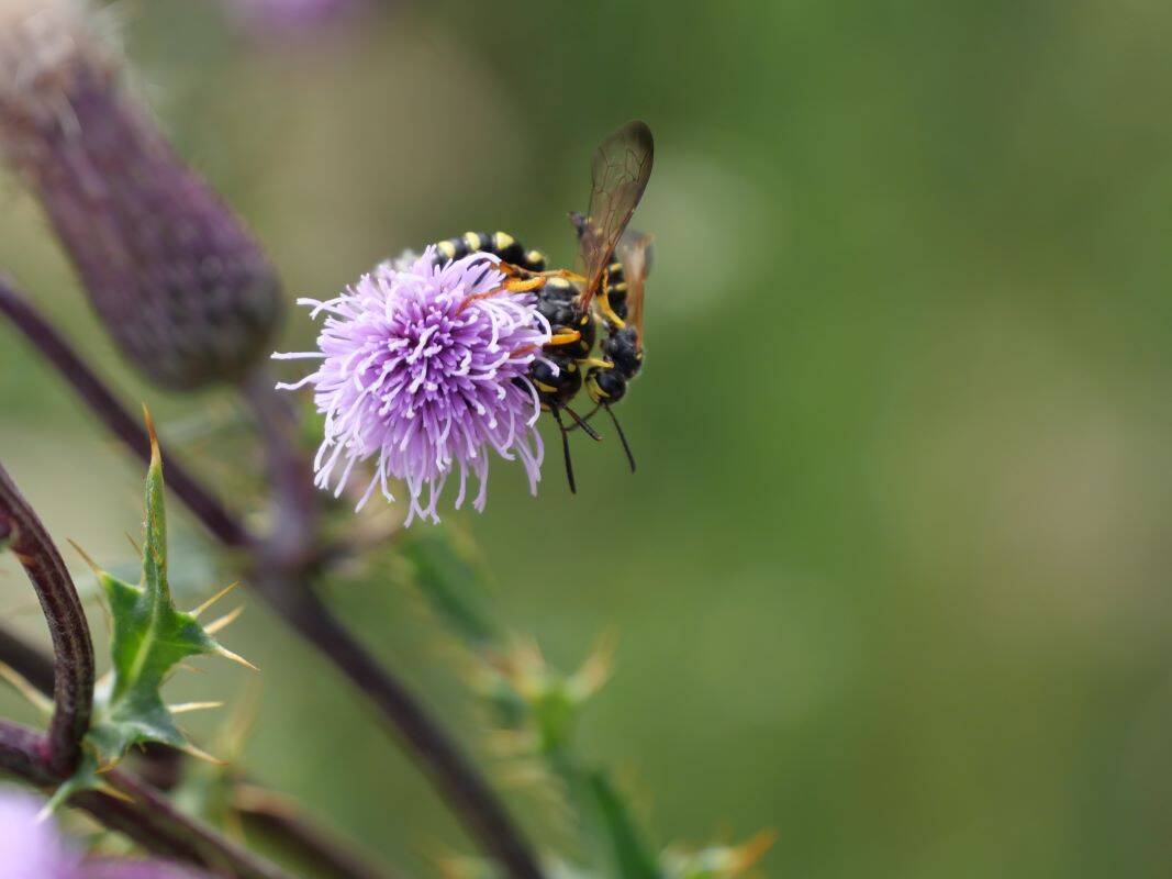 Sandknotenwespe (Cerceris arenaria), (c) VNP Stiftung Naturschutzpark Lüneburger Heide