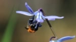 wildbiene | VNP Stiftung Naturschutzpark Lüneburger Heide