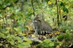wildkatze copyright thomas stephan