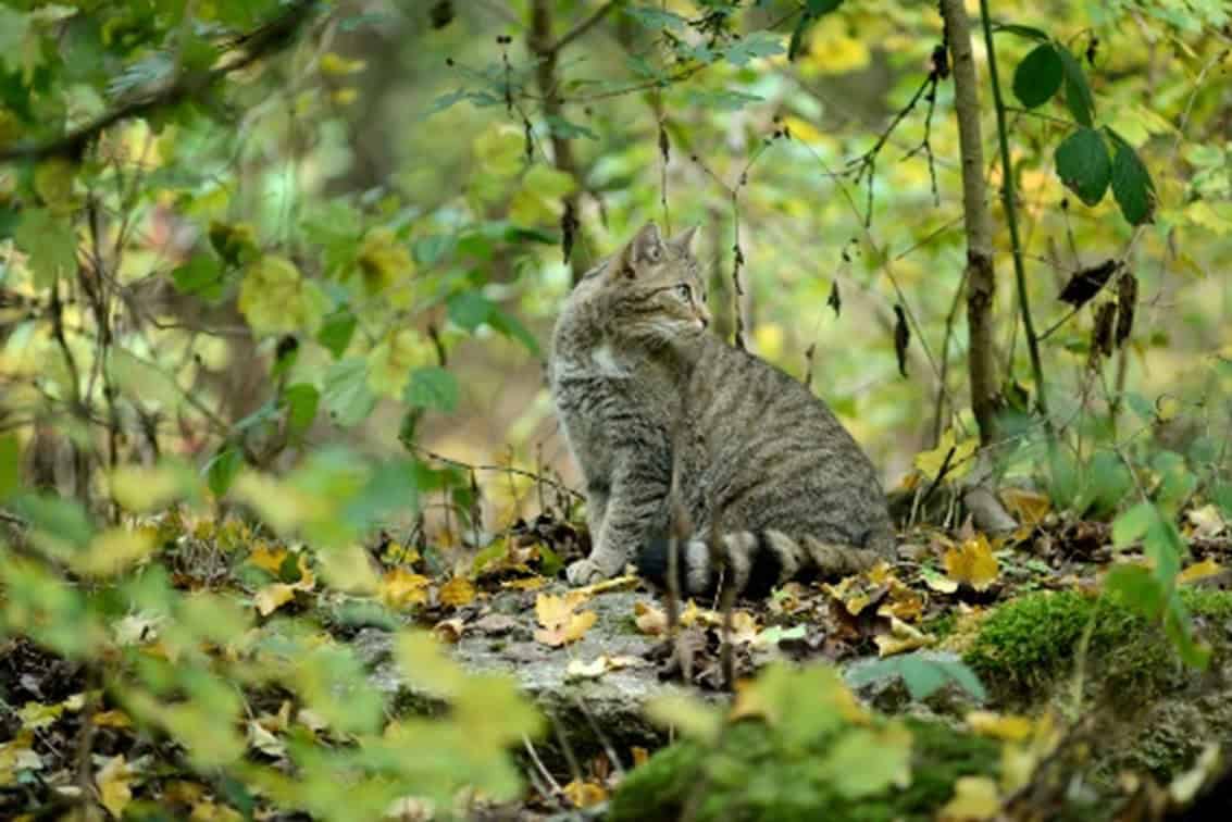 wildkatze copyright thomas stephan