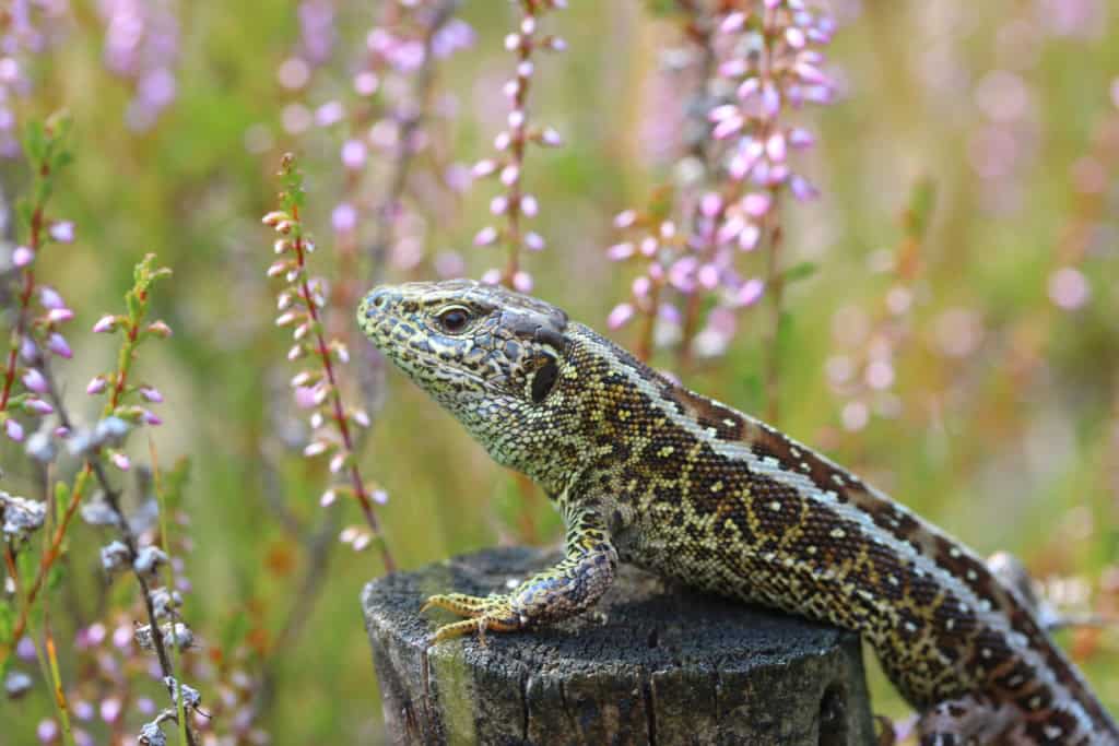 Zauneidechse (Lacerta agilis) (c) VNP Stiftung Naturschutzpark