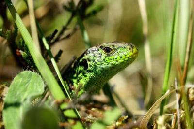 zauneidechse | Foto: VNP Stiftung Naturschutzpark Lüneburger Heide