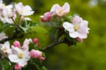 Detailaufnahme Apfelblüten | VNP Verein Stiftung Naturschutzpark