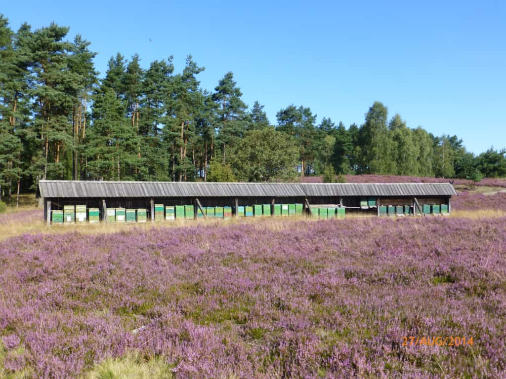 Bienenzaun mit Dach in Holzdeckelschalung zur Heideblüte | VNP Stiftung