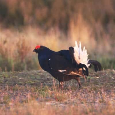 Birkhahn (Tetrao tetrix) während der Balz