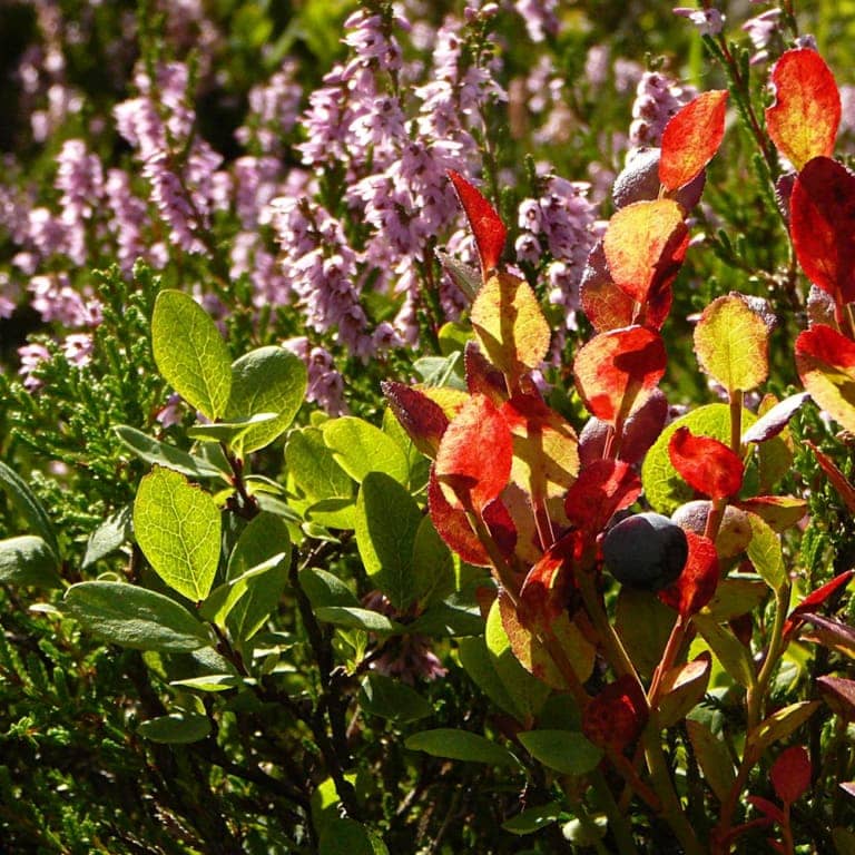 European blueberry (Vaccinium myrtillus) | VNP Stiftung