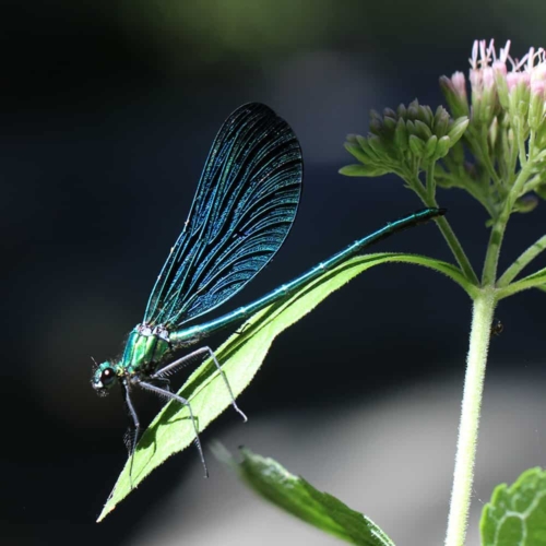Blauflügel-Prachtlibelle (Calopteryx virgo)