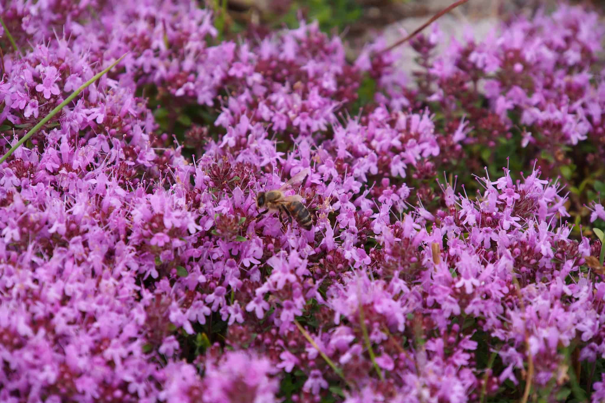 Flowering thyme in the Lueneburg Heath nature reserve | VNP Stiftung