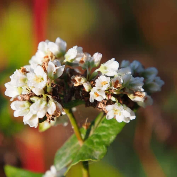 Buckwheat blossom | VNP Stiftung