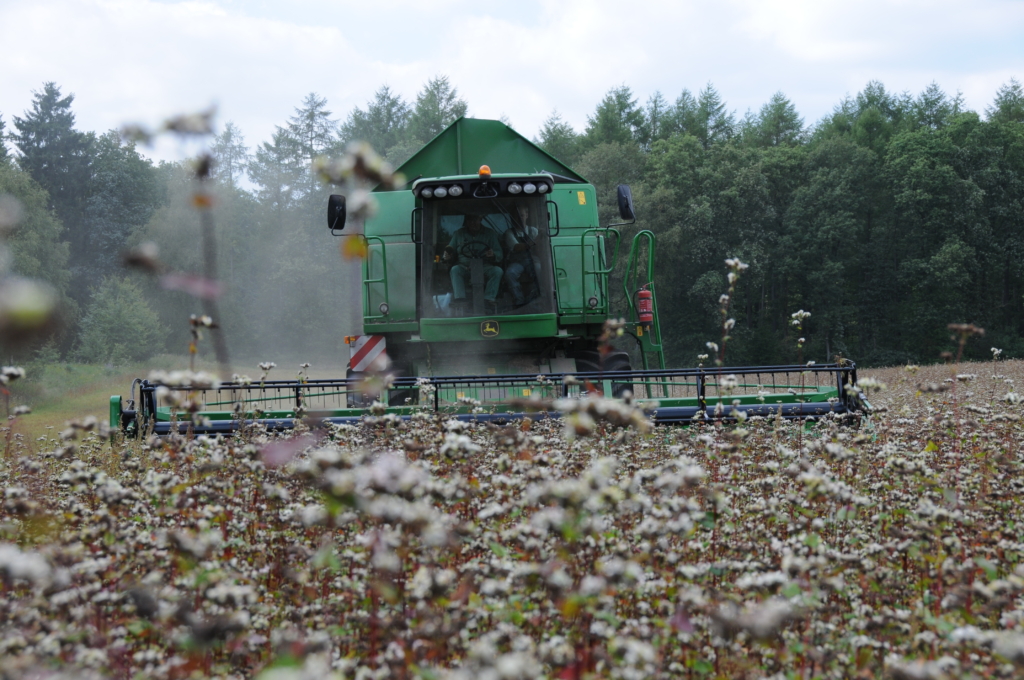 Landschaftspflegehof Tütsberg: Buchweizenernte mit dem Mähdrescher | Foto: VNP Stiftung Naturschutzpark Lüneburger Heide