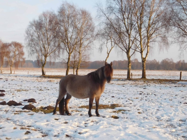 Landschaftspflegehof Hof Tütsberg: Dülmener Pferd auf Tütsberger Grasland im Winter | Foto: VNP Stiftung Naturschutzpark Lüneburger Heide