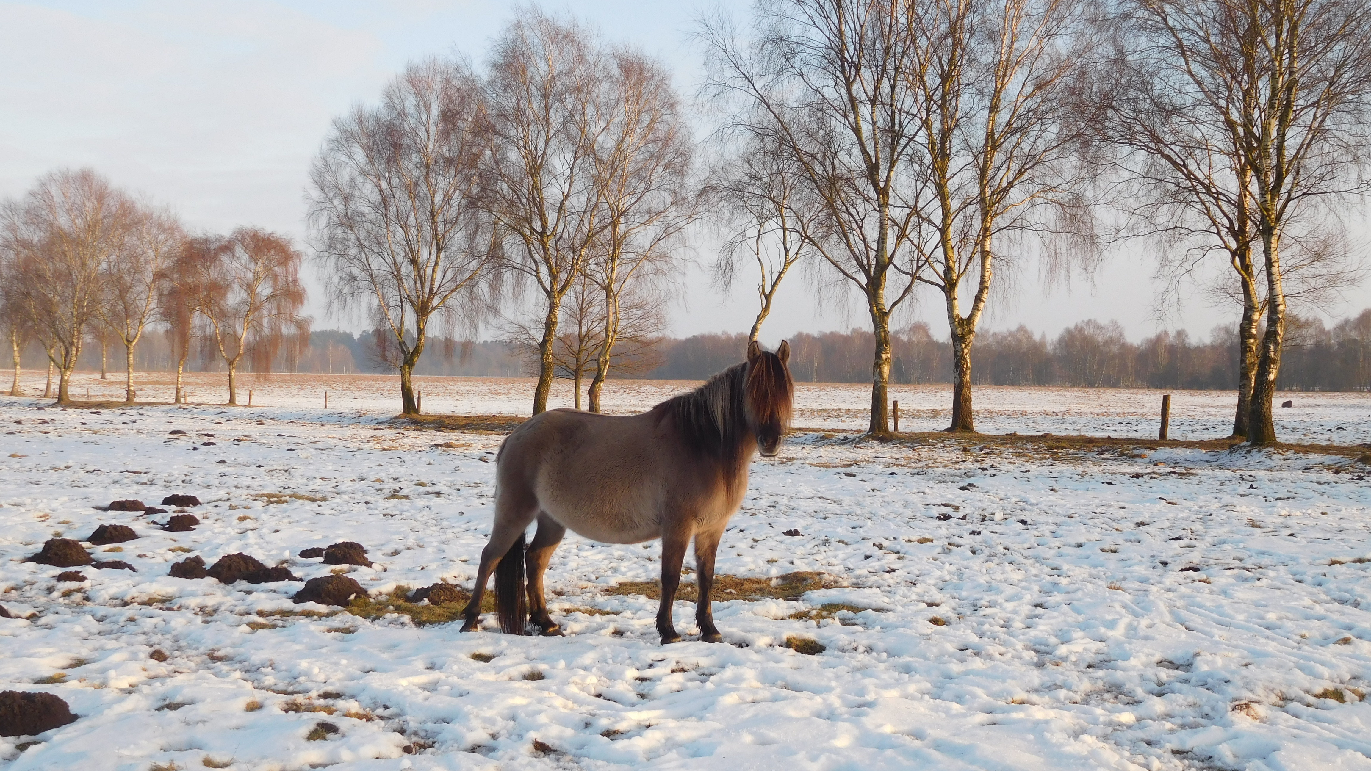 Landschaftspflegehof Hof Tütsberg: Dülmener Pferd auf Tütsberger Grasland im Winter | Foto: VNP Stiftung Naturschutzpark Lüneburger Heide