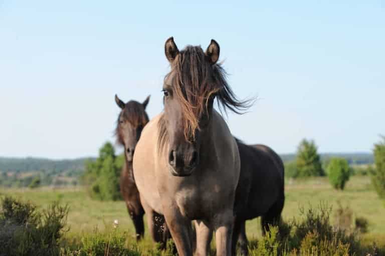 Dülmener Wildpferde | Foto: Angela Kraft