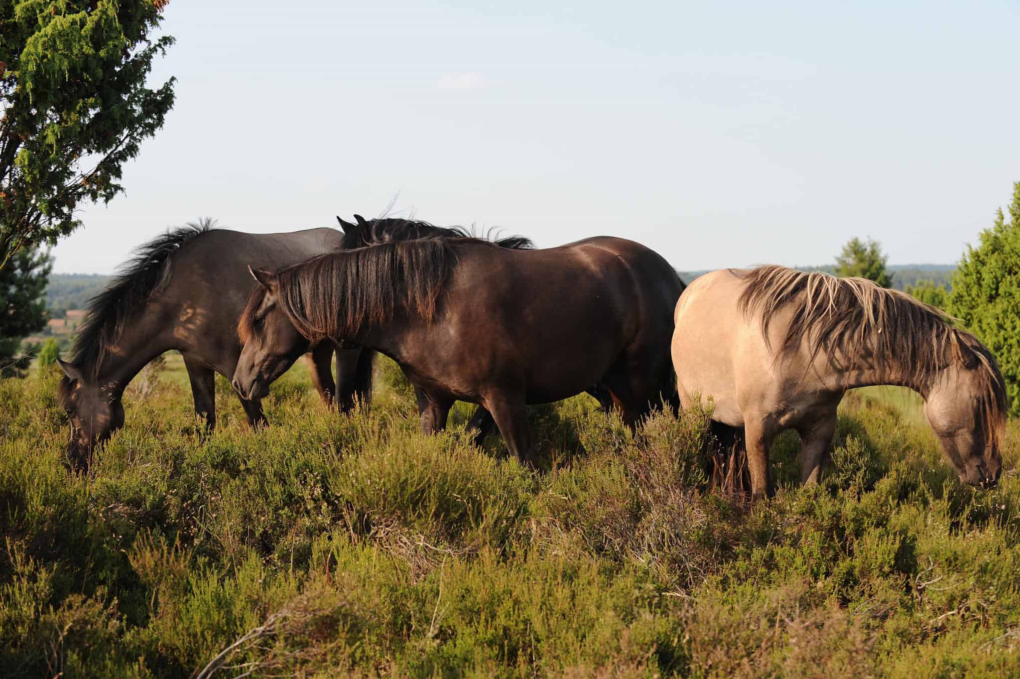 Dülmener Wildpferde in der Heide | Foto: Angela Kraft