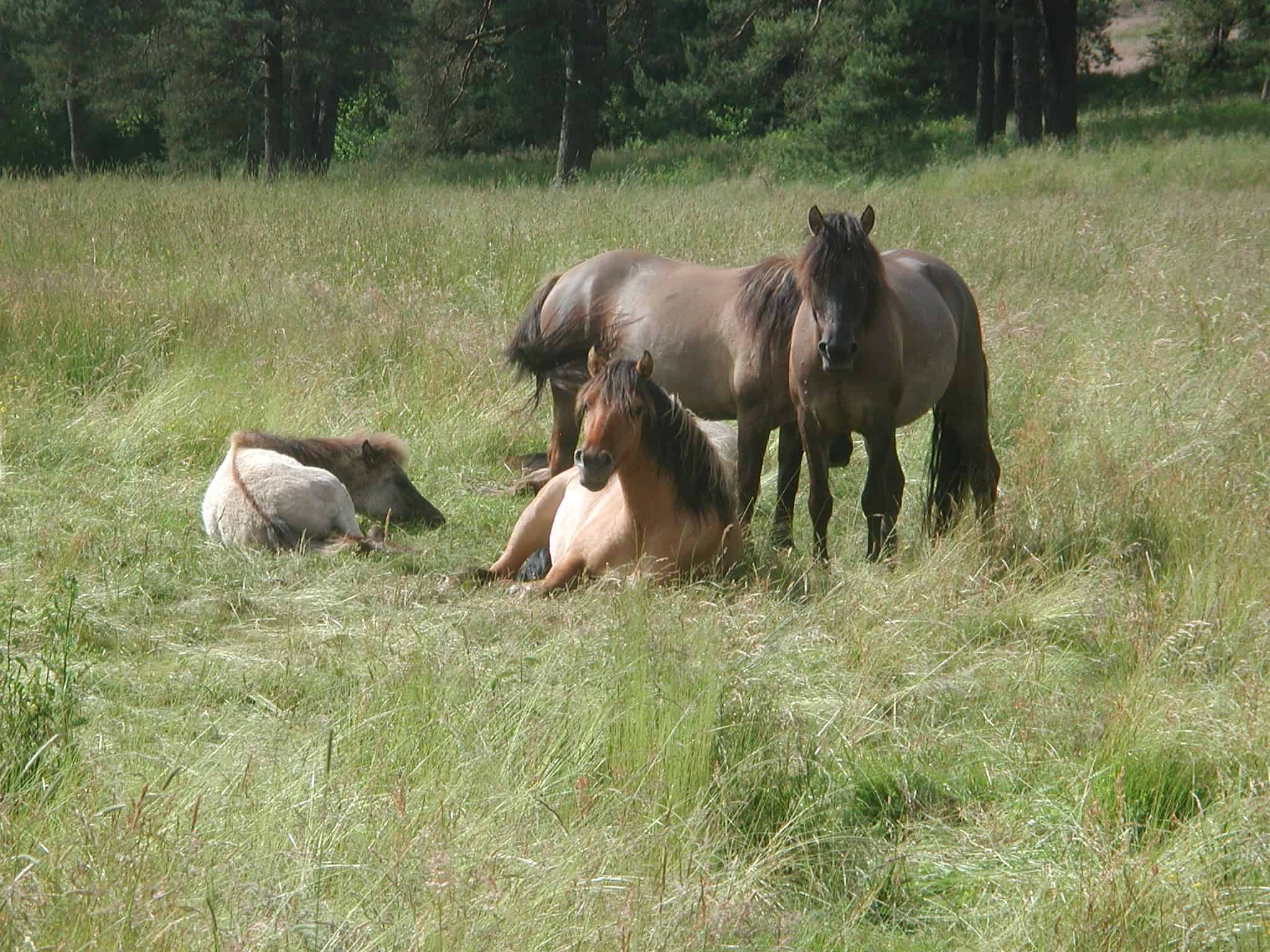 Dülmener horses in the summertime | VNP Stiftung