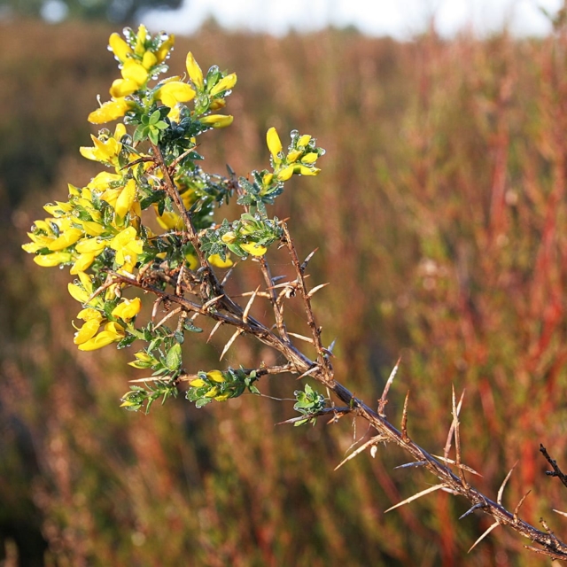 Englischer Ginster (Genista anglica)