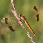 Gebänderte Heidelibelle (Sympetrum pedemontanum)