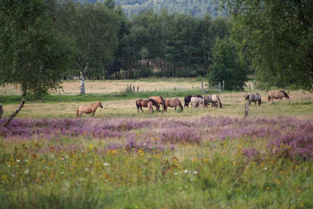 Grasende Dülmener Wildpferde | VNP Stiftung