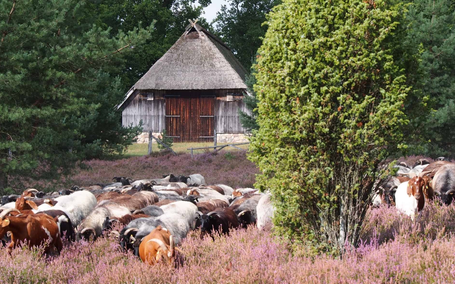 Methoden der Heidepflege | VNP Verein Naturschutzpark Lüneburger Heide