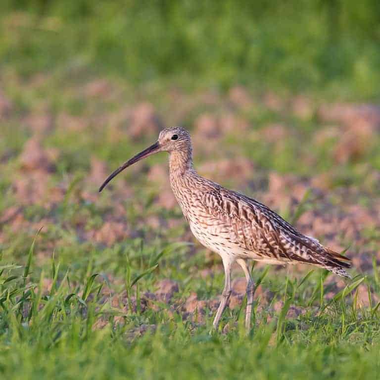 Eurasian curlew/common curlew (Numenius arquata) | Photo: Sven Kleinert