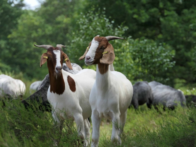 Heath goats for grove browsing | Photo: VNP Stiftung Naturschutzpark Lüneburger Heide