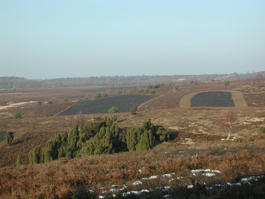 Heath management: Burnt heath areas | VNP Stiftung
